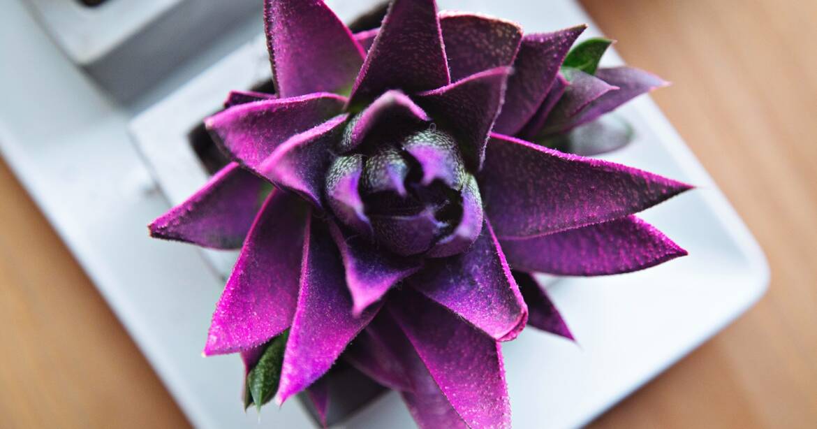 Counseling